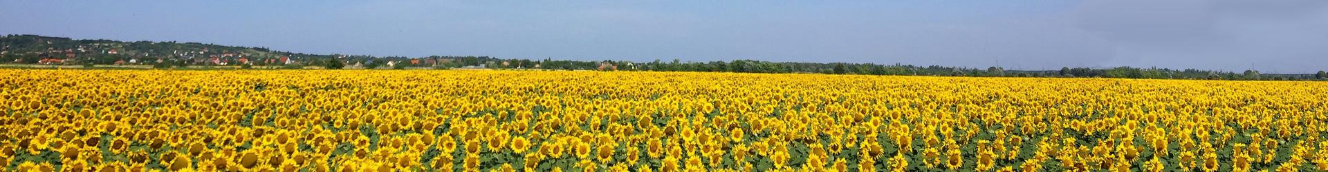 KS sunflowers